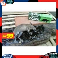 ( PROMO 99 ) Lem Tikus / Jebakan Tikus / Cobra / Lem Tikus Cobra Super Lengket Ampuh &amp; Berkualitas