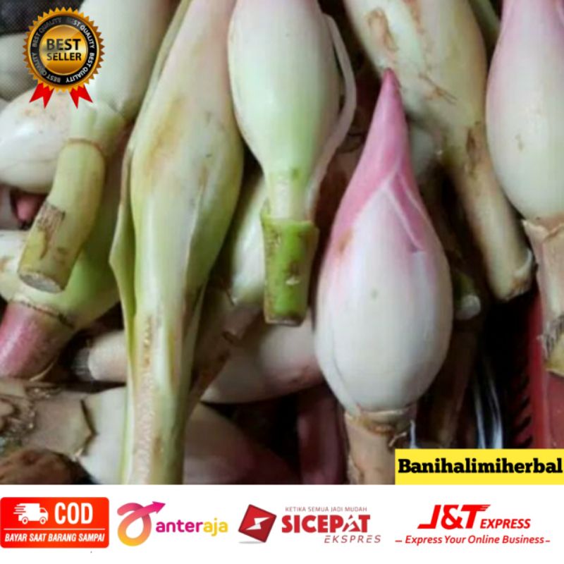

Kecombrang combrang segar 500 gram