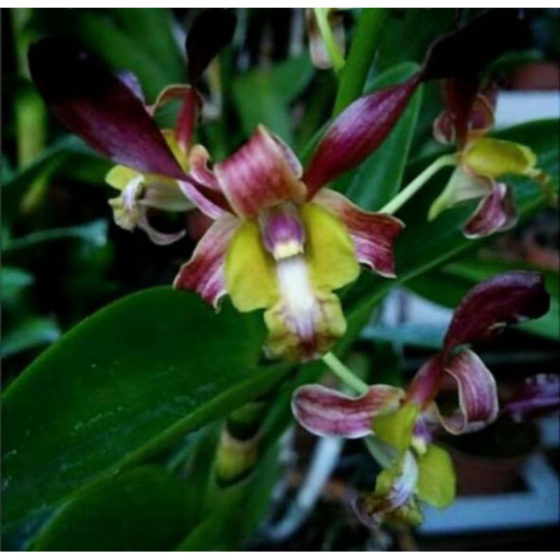 Anggrek Dendrobium Kriting Rambo Dewasa Siap Spike