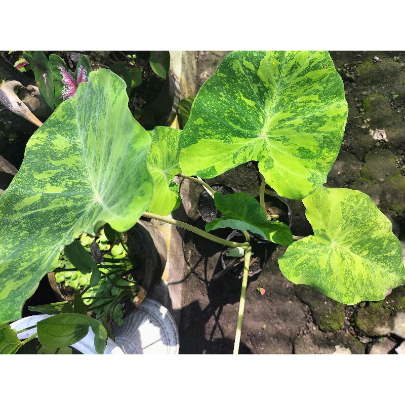 colocasia midori sour atau midori shour