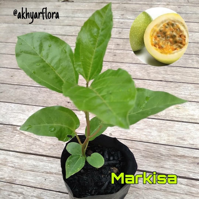 Bibit Tanaman Markisa Bibit Tanaman Buah Markisa Pohon Markisa