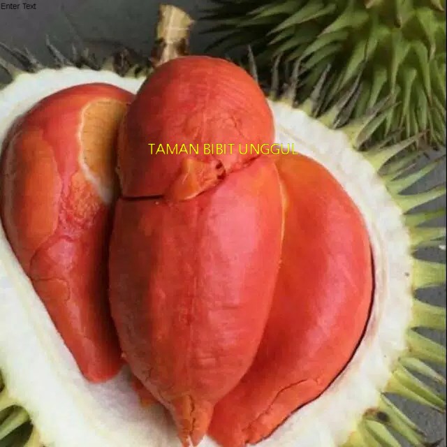 BIBIT DURIAN MERAH BANYUWANGI