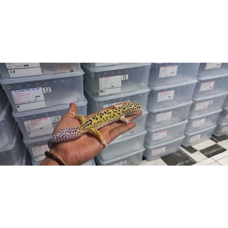 macksnow eclipse tremper albino