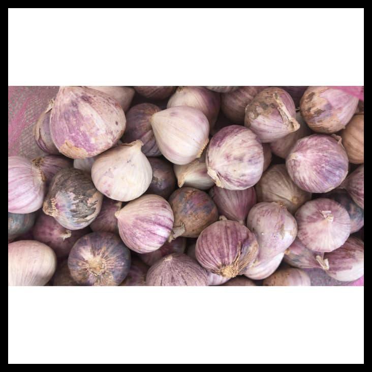 

SPECIAL!! Bawang Putih Tunggal