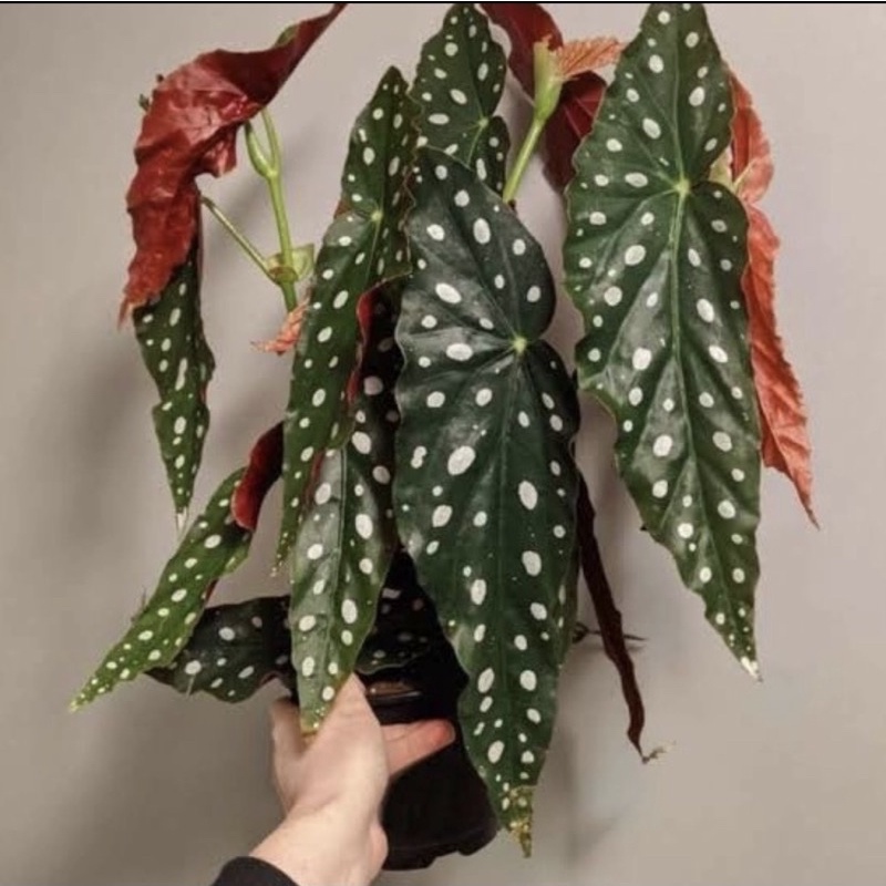 Tanaman Hias Begonia Polkadot -Polkadot -Tanaman Hidup -tanaman hias hidup -bunga hidup tanaman hias
