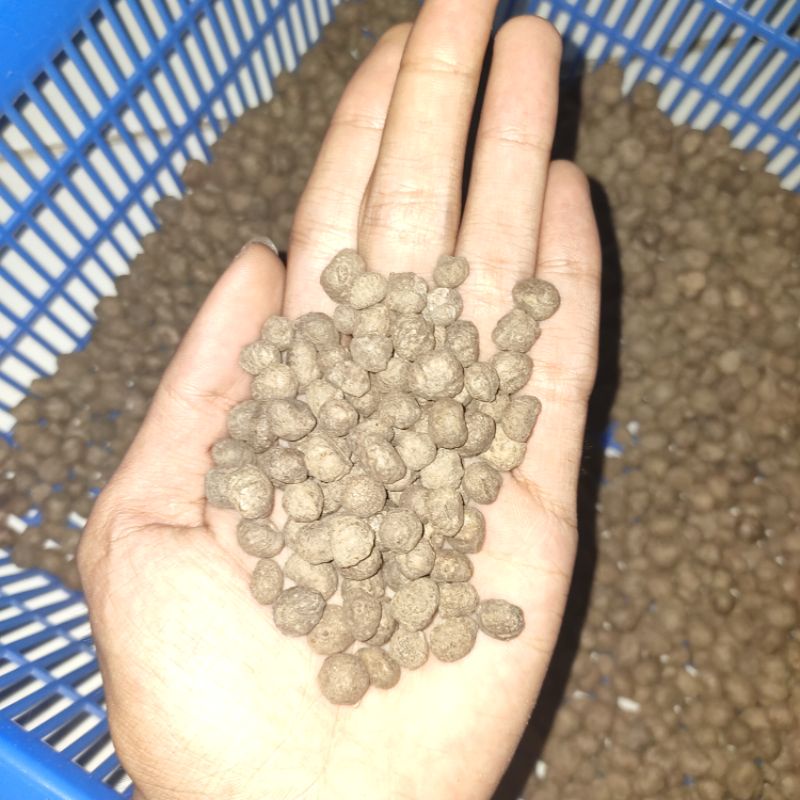 Bibit Katak Porang Sangat Mini ECER