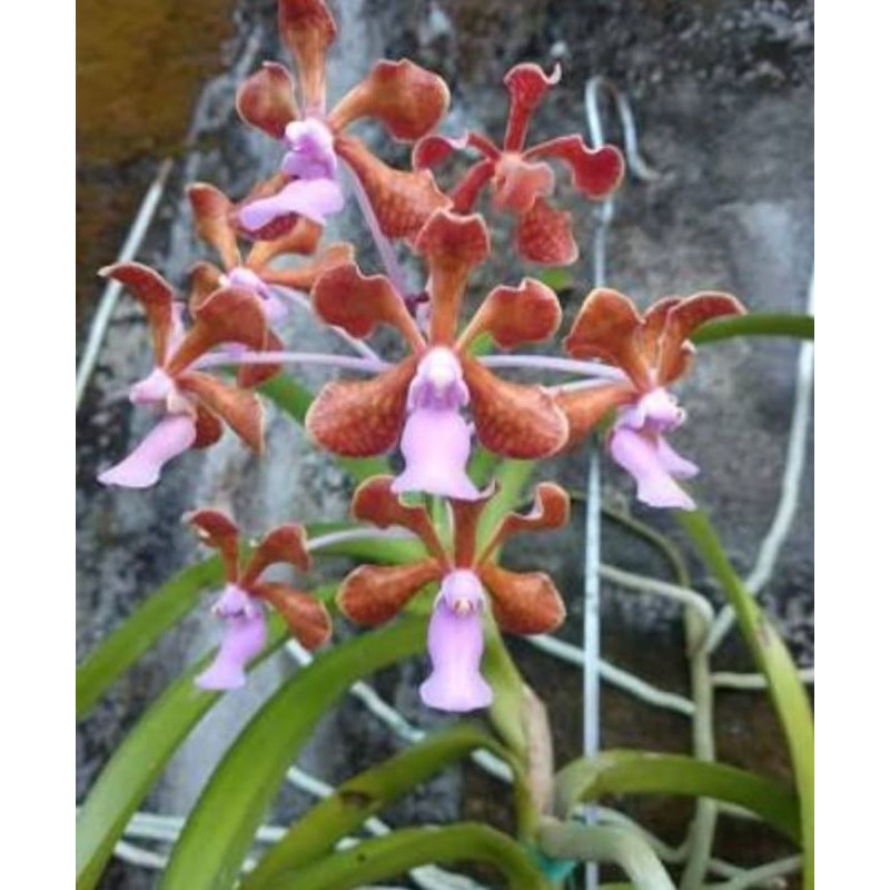 Anggrek Limbata Pantai - Vanda