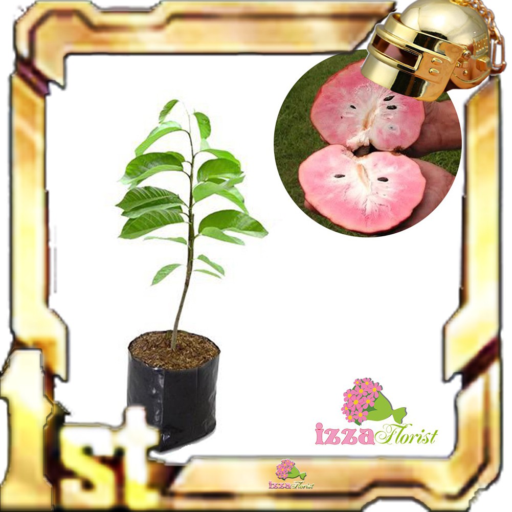 Bibit Buah Srikaya Merah