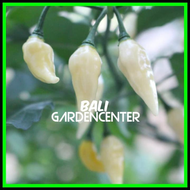 

Ready Stock Cabe - Pepper (Hot) White Coyote Zan - Original - Import Au