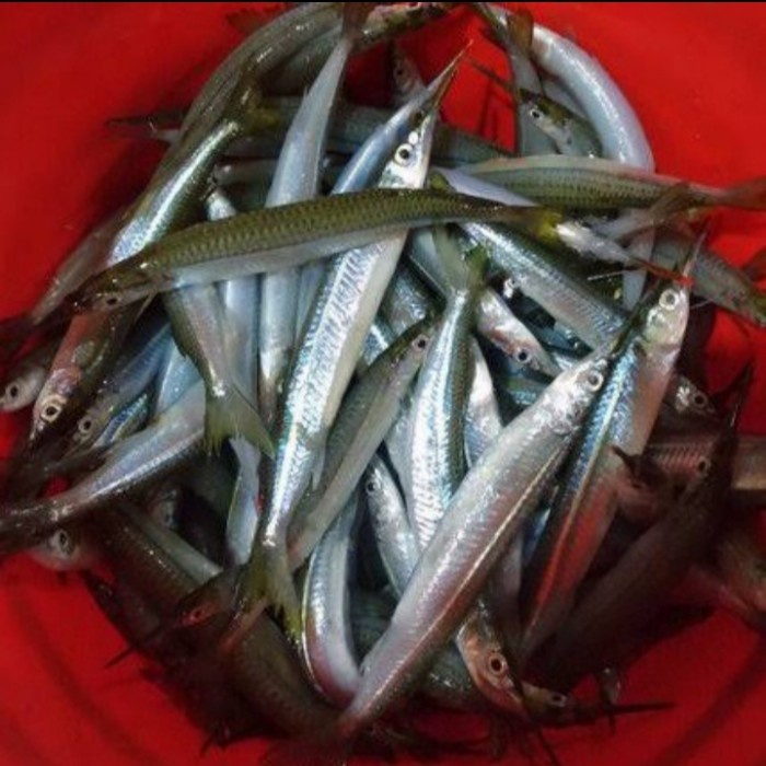 

Ikan Julung Julung Berkualitas 500Gr