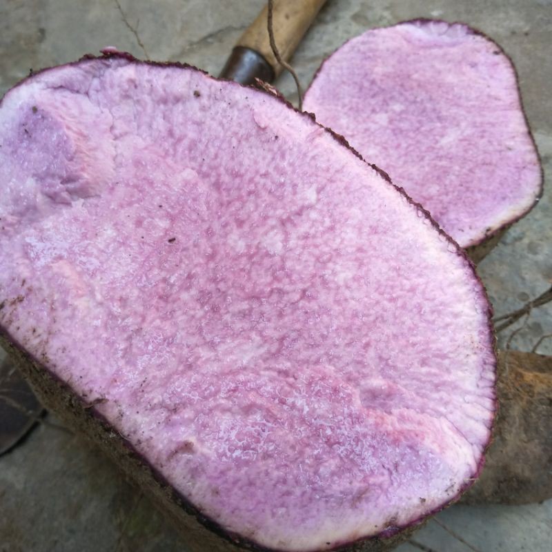 

Uwi ungu dioscorea alata