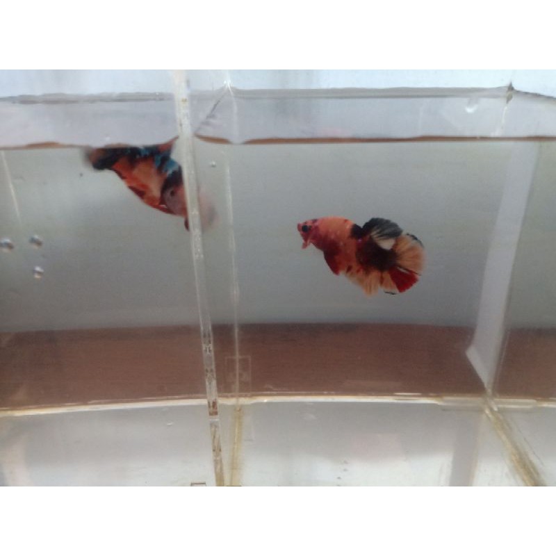 Cupang Nemo 100% Real Pict