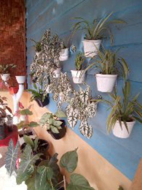 Johrnia 4 Benih Bunga Mawar Purple