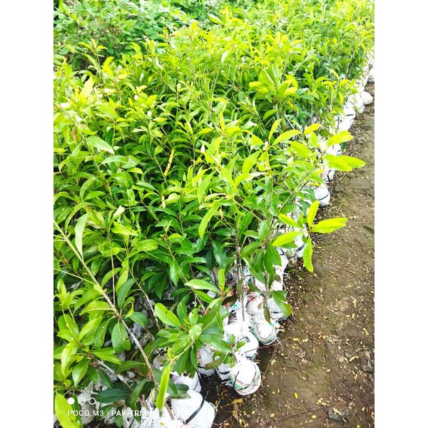 Bibit Sawo Jumbo Okulasi