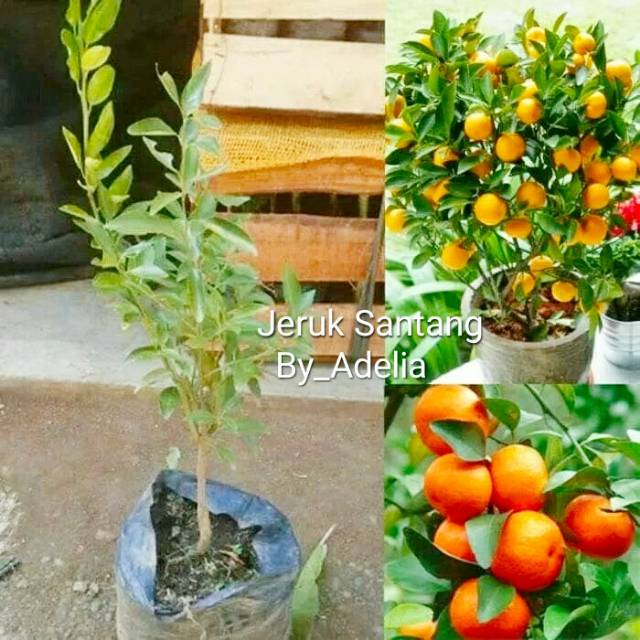 PALING DI CARI Bibit jeruk santang madu