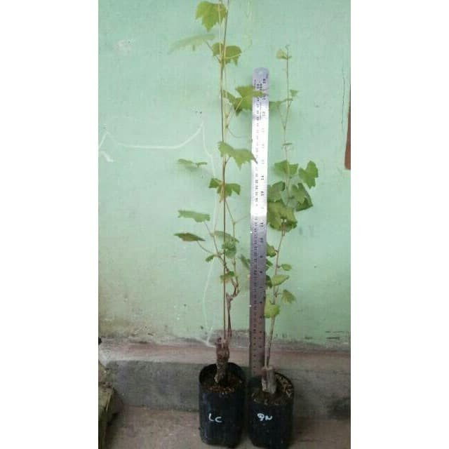 Bibit anggur import luchisty Seedless Grafting