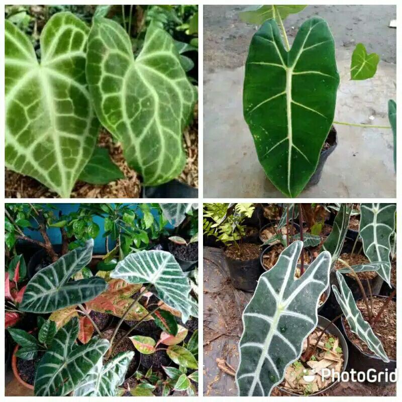 promo 4 jenis keladi (kuping gajah-neon-kuping kelinci-amazon) -promo paket 4 jenis keladi hias