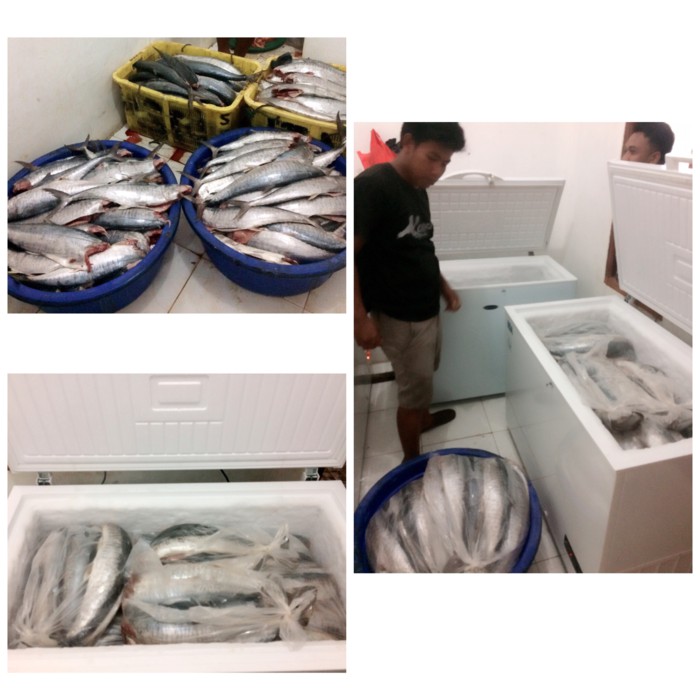 

Ikan Tenggiri Giling