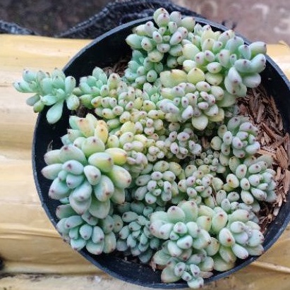 sukulen sedum