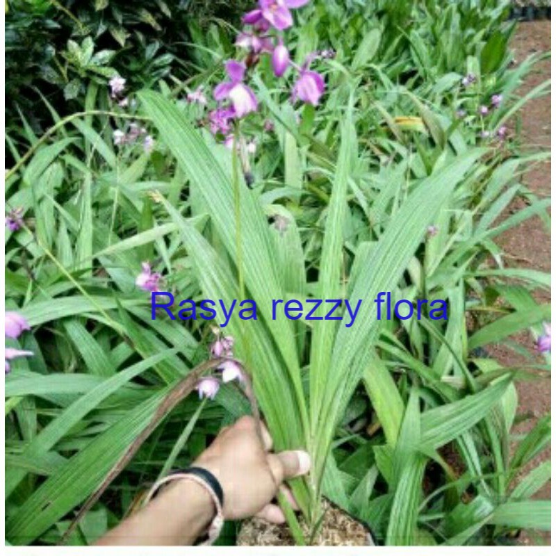 Angrek tanah pohon angrek tanah