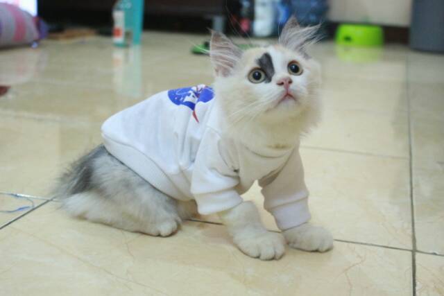 Kaos Nasa lucu untuk kucing &amp; anjing /Jual Baju Kucing Terlengkap &amp; Berkualitas size S-XL