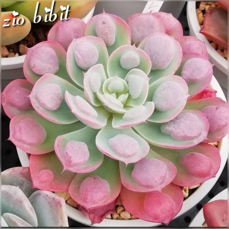 Benih Kaktus Sukulen Succulent Besar Hias Langka Import Aiko