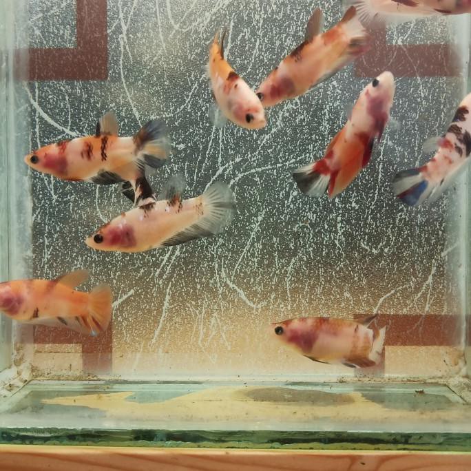 Promo Ikan Cupang Nemo Galaxy Multicolour Female Top