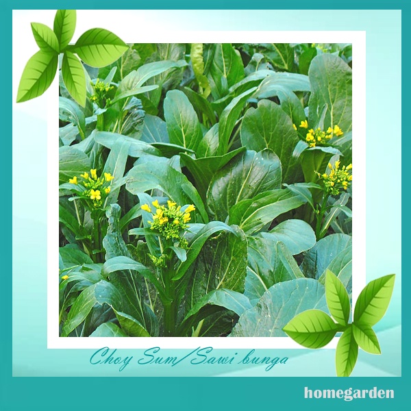 Bibit  Kailan / sawi buga  Benih Sawi Hijau Bibit Tanaman Sayuran