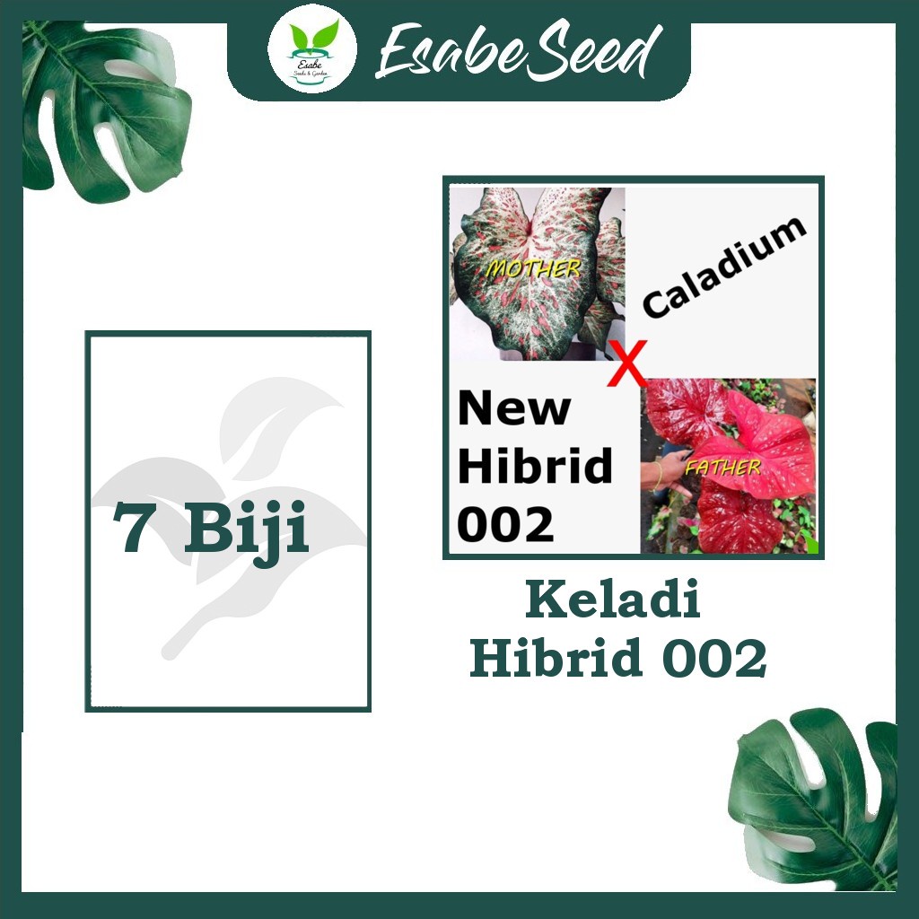 Benih Biji Caladium New Hibrid 002 Keladi