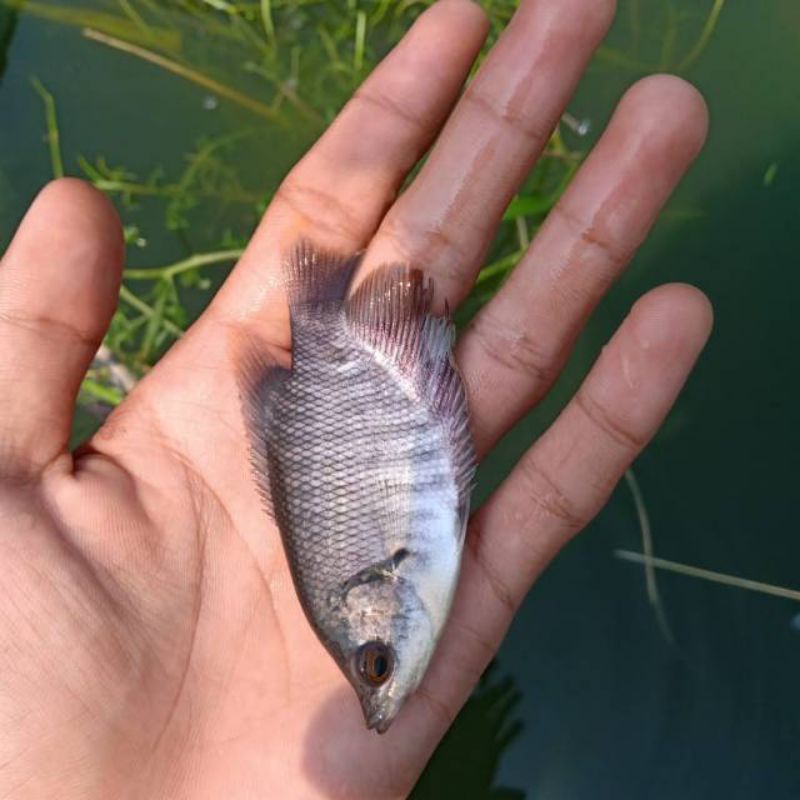 Gurame Soang Ukuran Korek Kayu