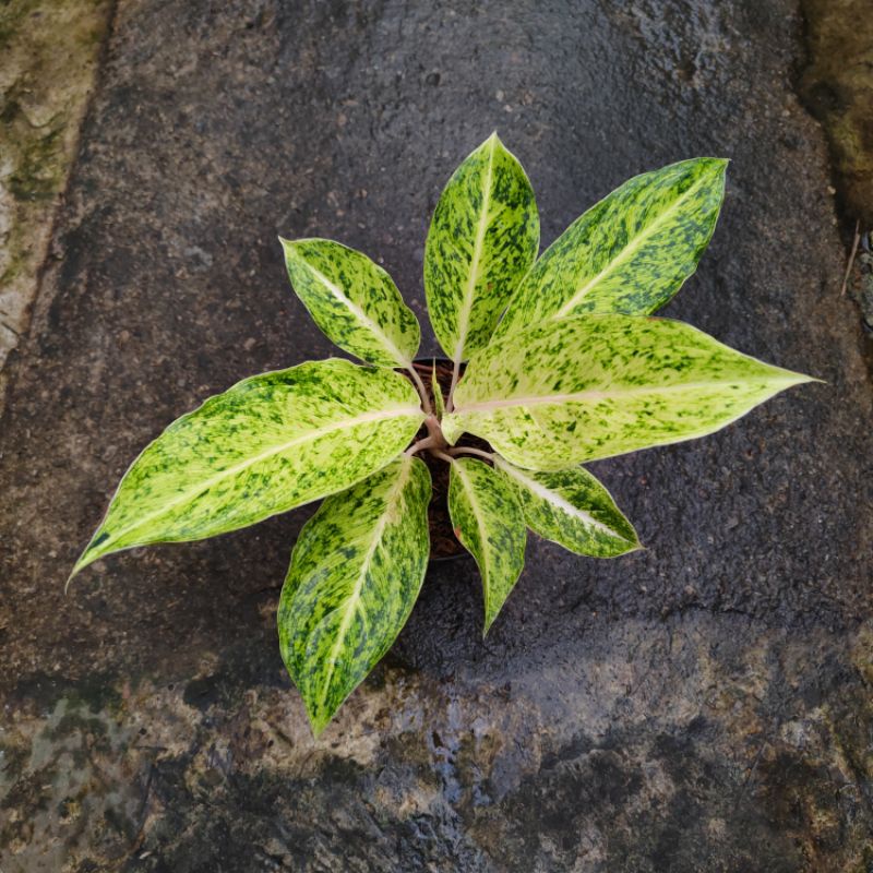 aglonema striptis white