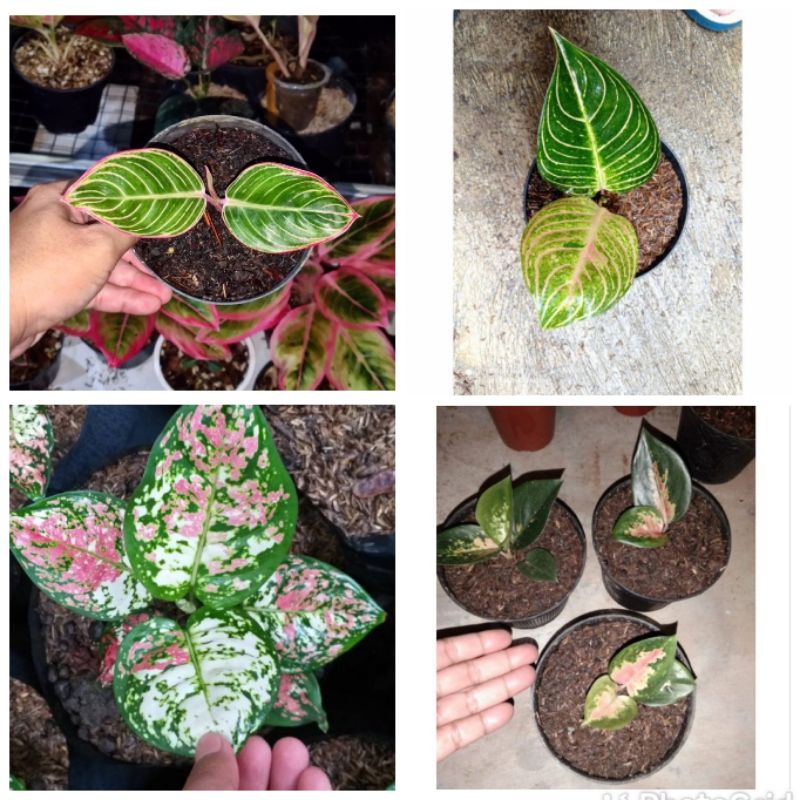 promo paketan bibit aglonema