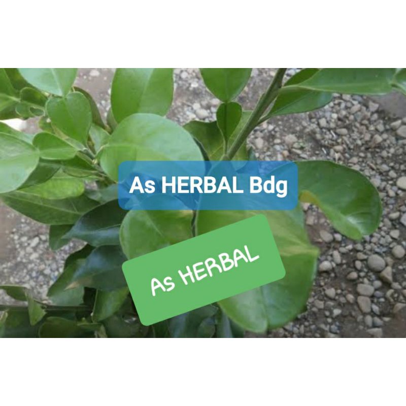 

Daun jeruk bali segar 500 gram petik langsung-az