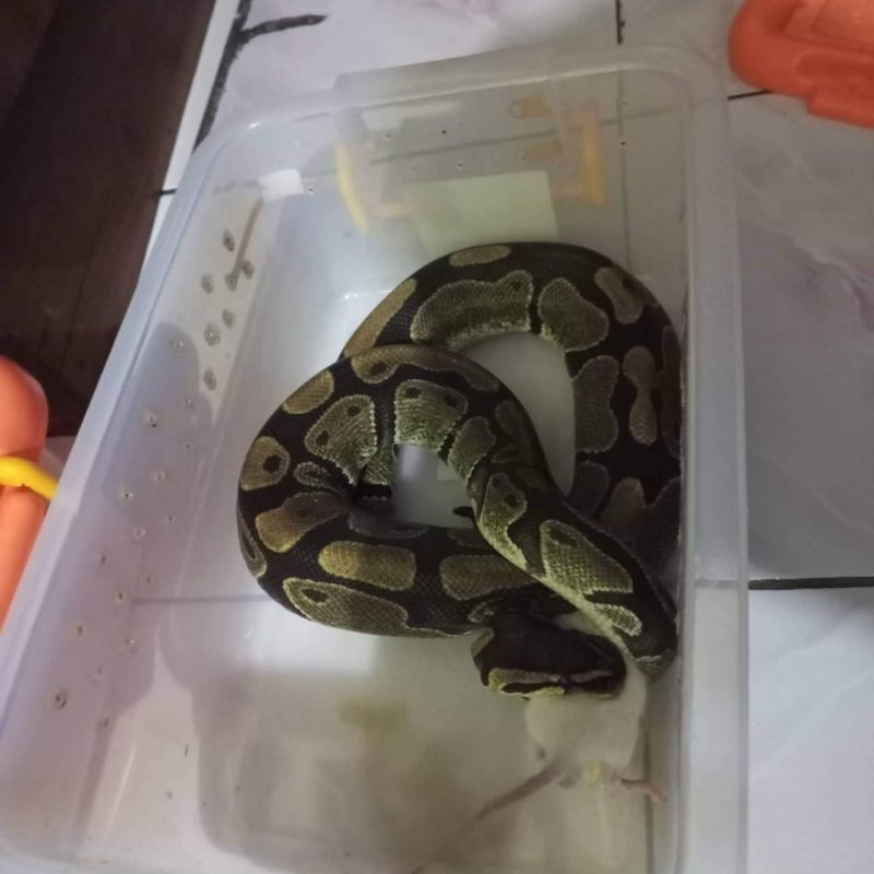 Ball Python Normal