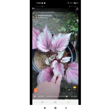 begonia pink thailand size jumbo