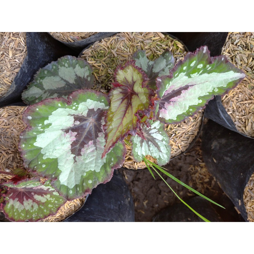 BEGONIA~TANAMAN BEGONIA~KEMBANG BEGONIA