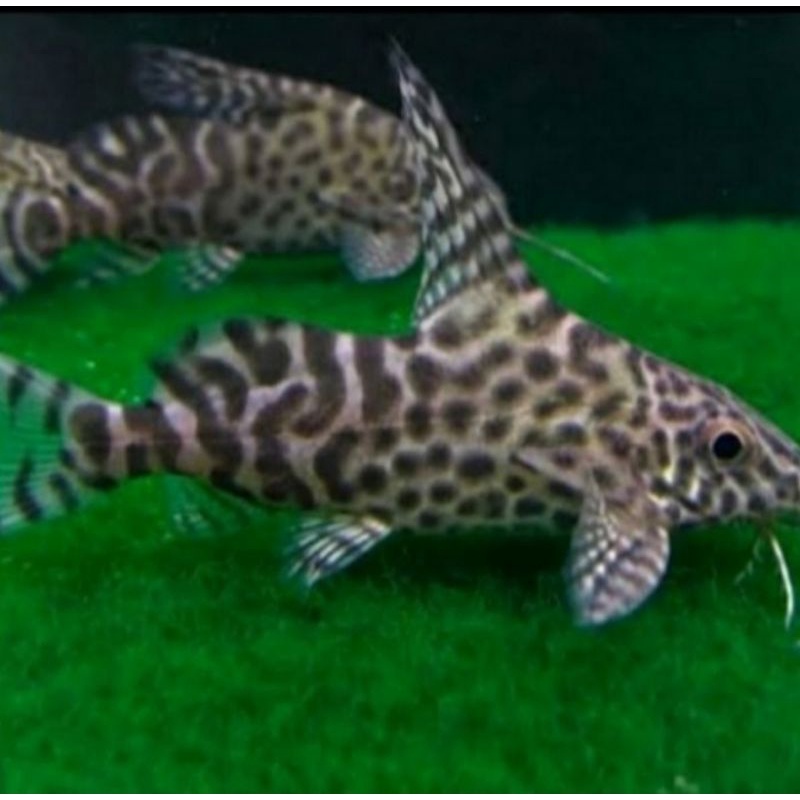 Ikan hias sapu sapu synodentis