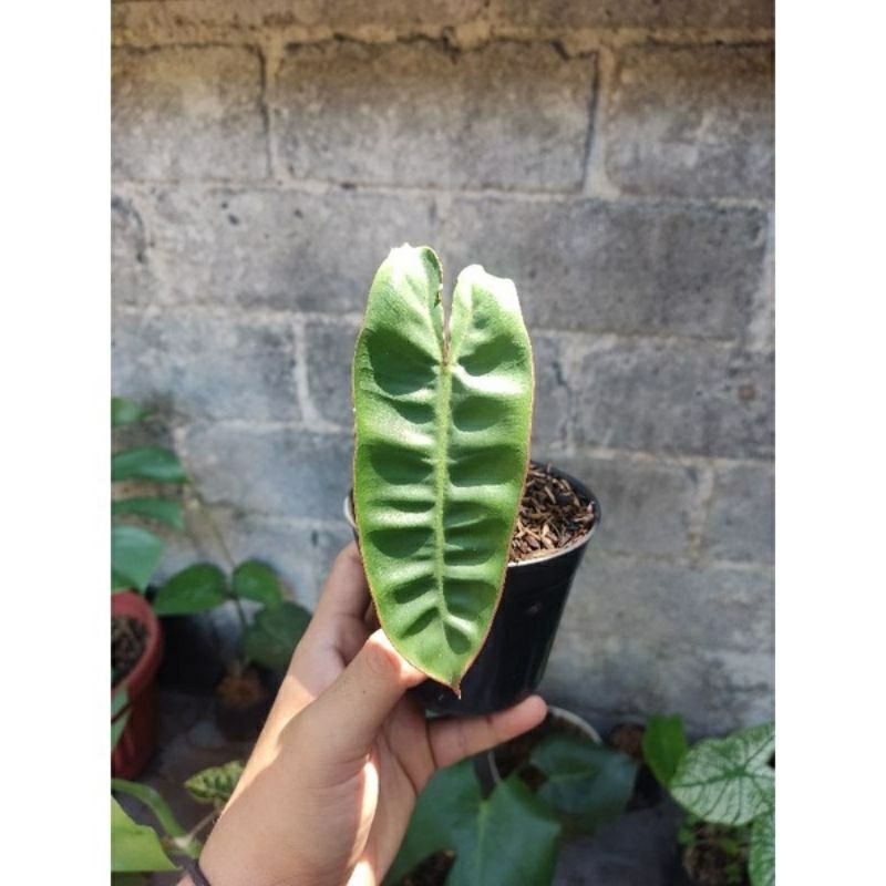 bibitan/anakan philodendron kabel busi