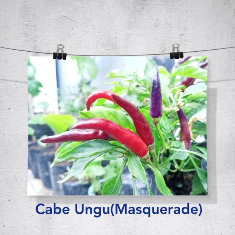 Benih/Biji/Bibit Cabe Masquerade/Cabe Ungu