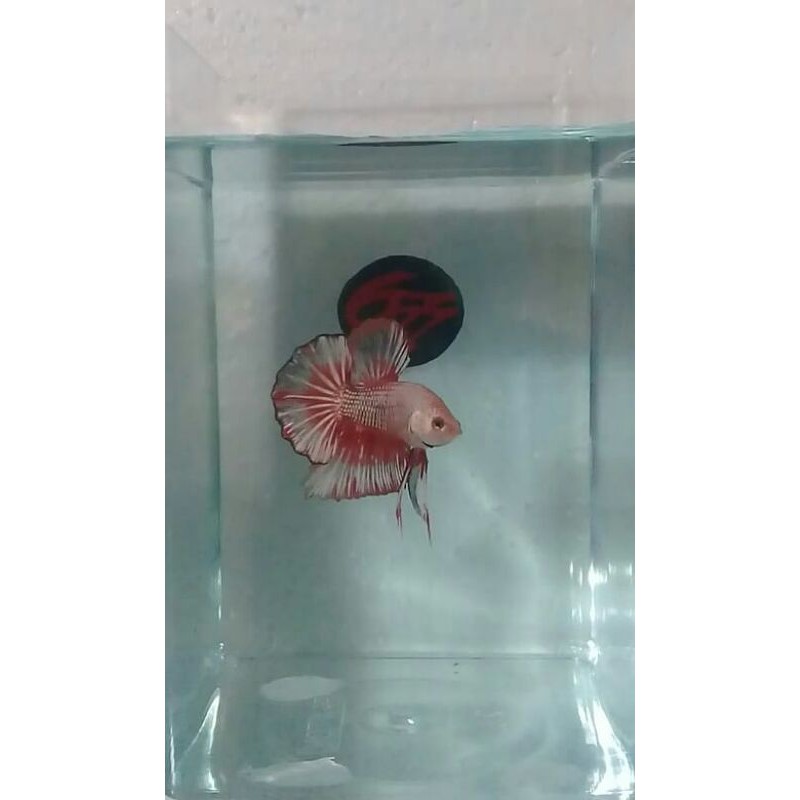 Cupang Cooper HMPK Male