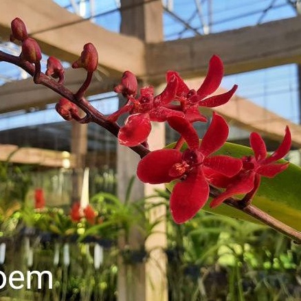 Anggrek Vanda Merah Bunga Kecil Dewasa Bunga besar