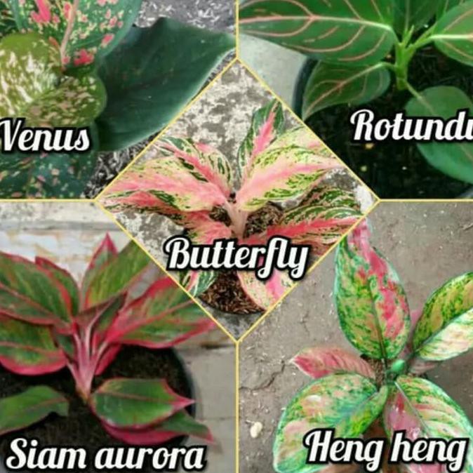 Promo Paket 5 Bibit Bunga Aglonema