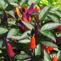 Benih Bibit Biji - Cabai Explosive Ember Multicolor Cabe Rainbow Pepper Seeds