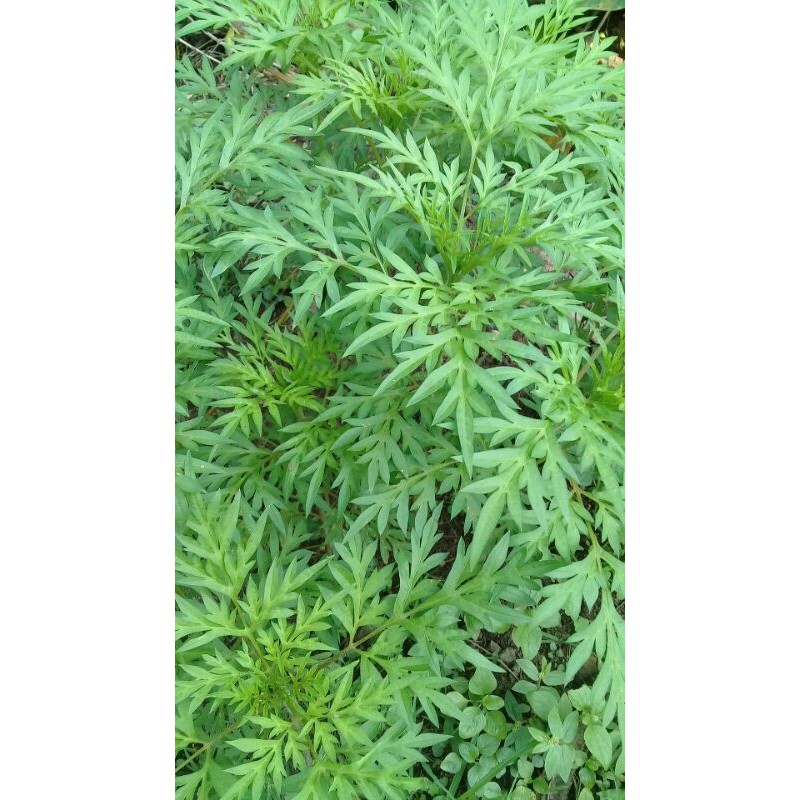 

Daun kenikir segar 500gram