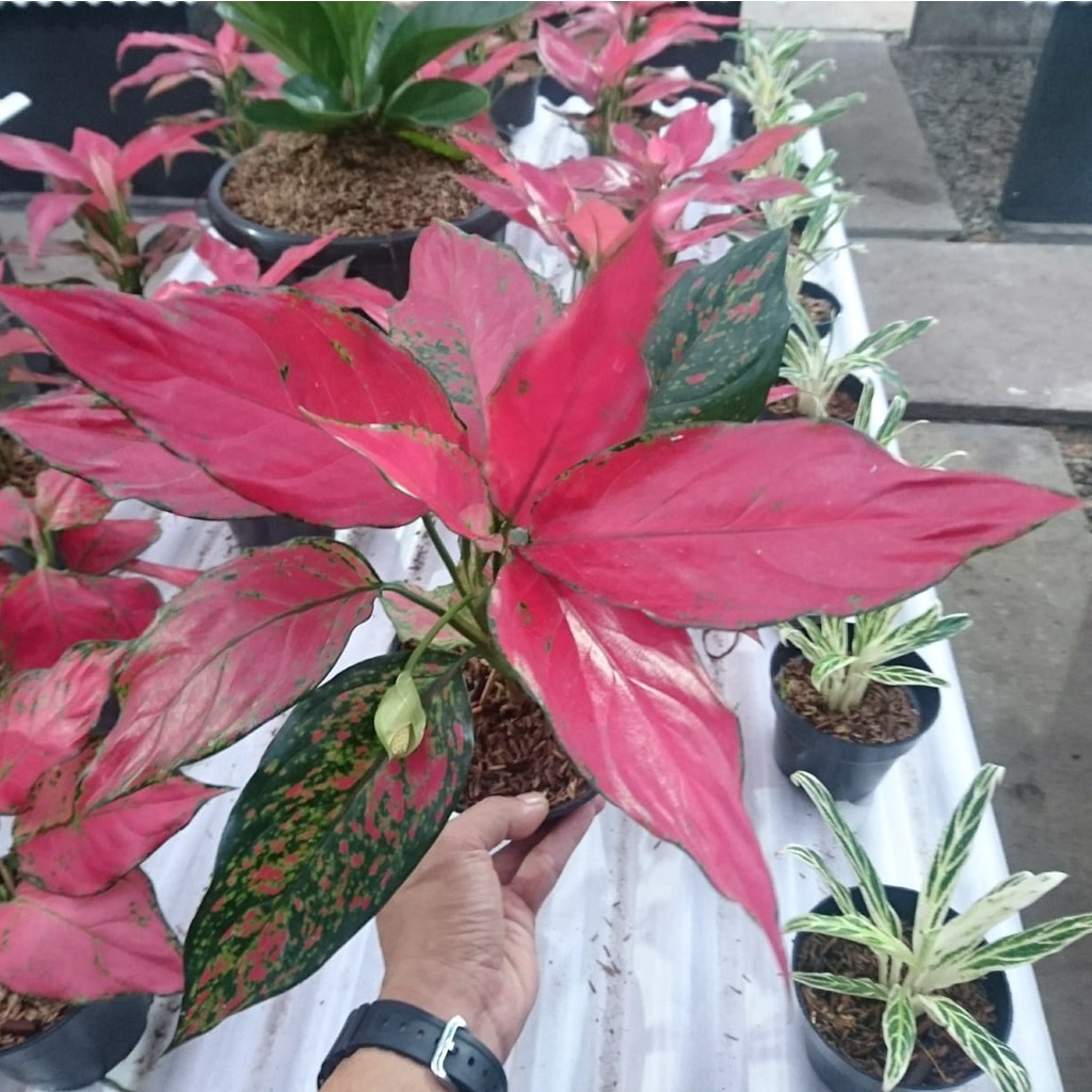 AGLONEMA RUBY GARUDA THAILAND/TANAMAN HIAS AGLAONEMA RUBY GARUDA IMPORT/BUNGA HIAS