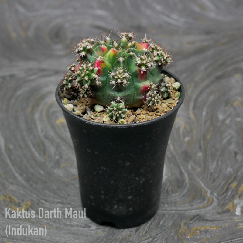 Kaktus Darth Maul (Indukan)