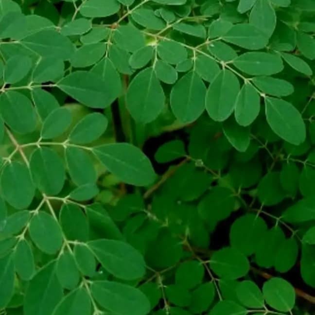 

Daun kelor segar .di petik .setelah ada order masuk