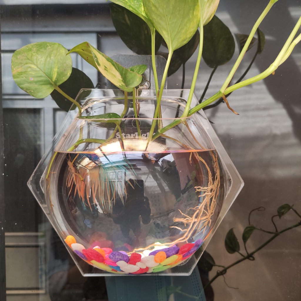 Aquarium Dinding Hexagonal Ikan Hias/Tanaman Hias plus batu warna taiwan