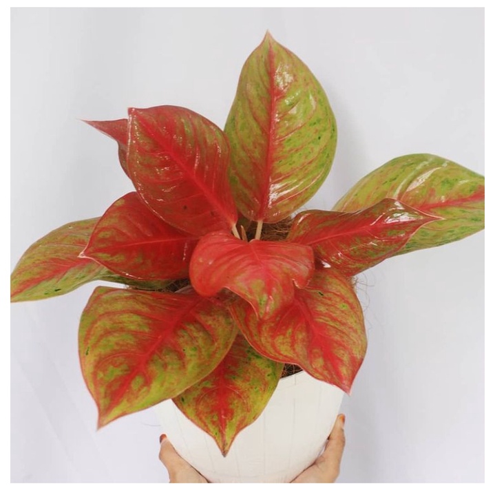 Tanaman Hias Indoor Aglonema Aglaonema Red Exotic