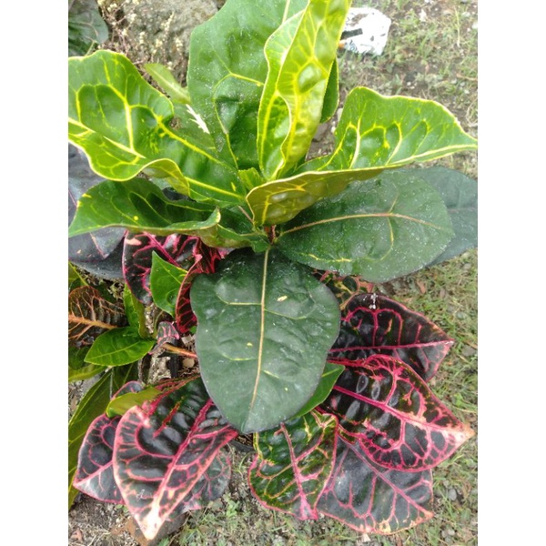 TANAMAN HIAS PURING KURA MERAH